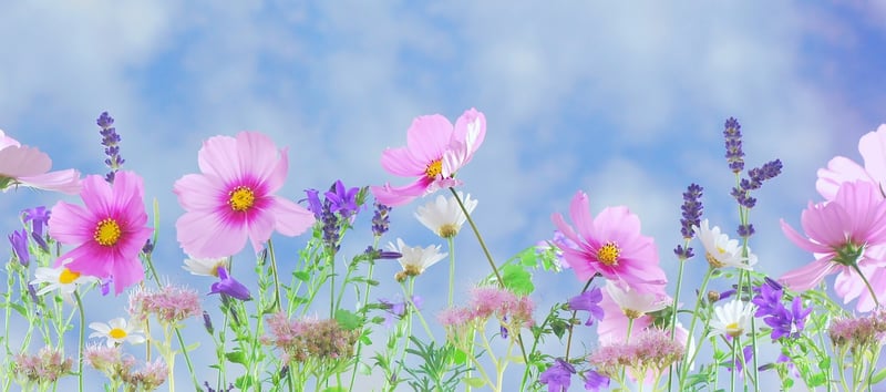 Magical Plants